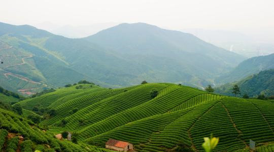 杭州余杭径山茶叶基地_副本.jpg